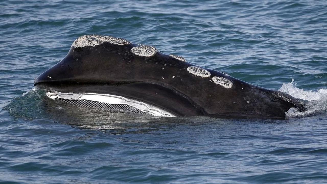 Baby whale genetic testing may help save species, study says