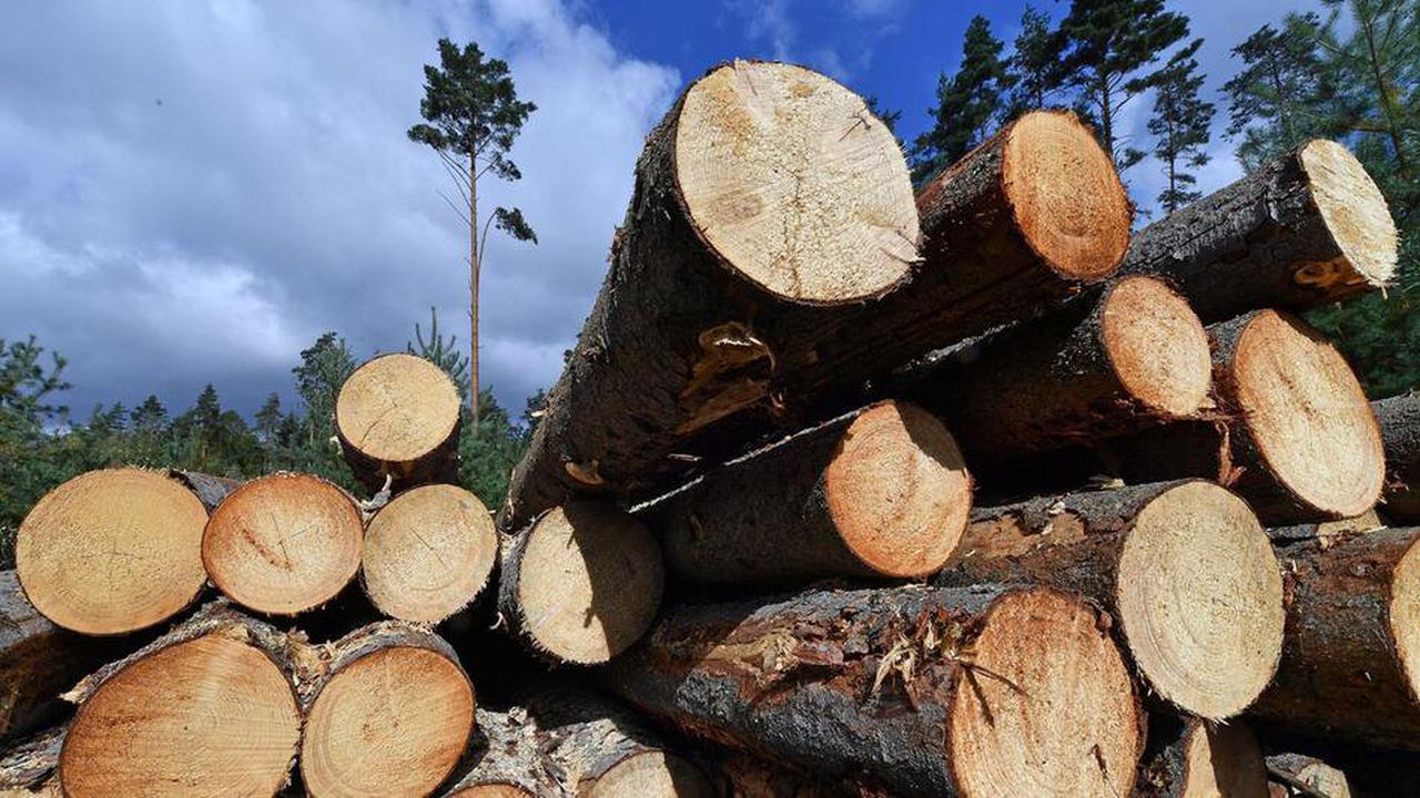 Holz in Thüringen stark nachgefragt: Steigende Preise