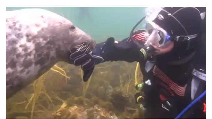 diver-comes-facetoface-with-strange-underwater-creature-that-has-an-urgent-message