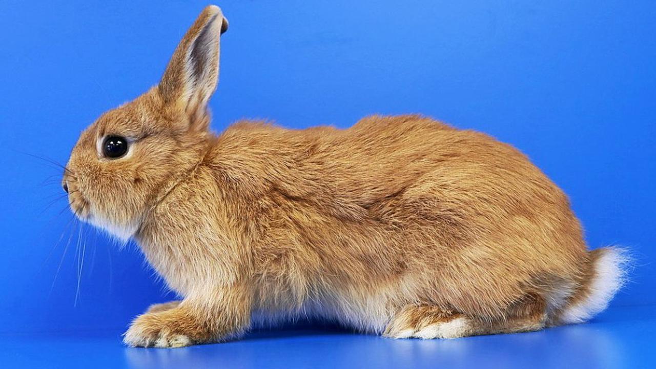 Tierheim Mülheim möchte zutrauliches Kaninchen unterbringen