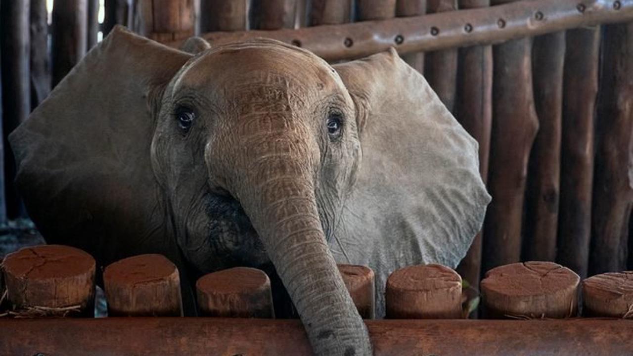 Seine Mutter wurde erschossen: Elefanten-Baby Chip gerettet