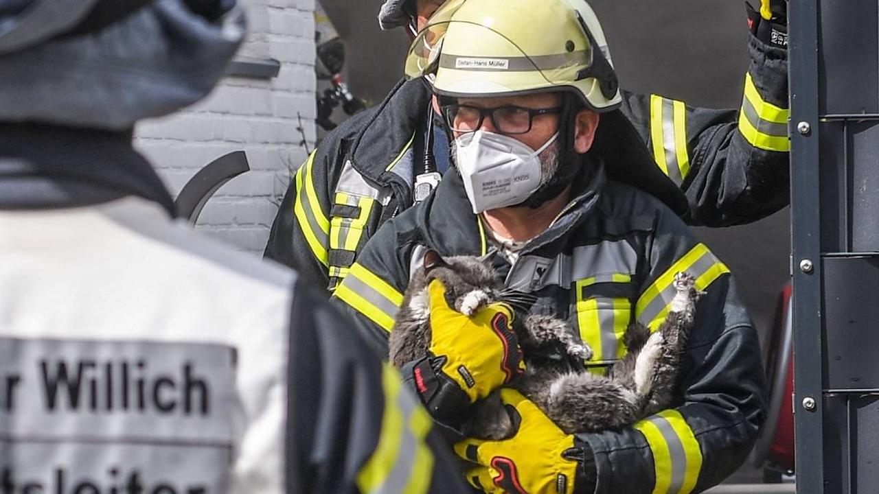 Retter versorgen Katze nach Brand mit Sauerstoff