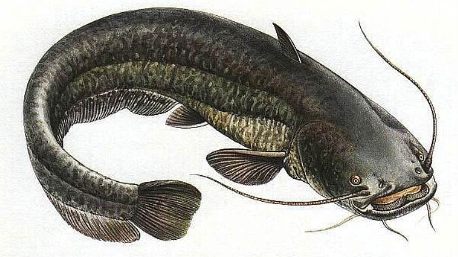 شعبة الديدان المفلطحة الموقع الرسمى للهيئة العامة لتنمية الثروة السمكية