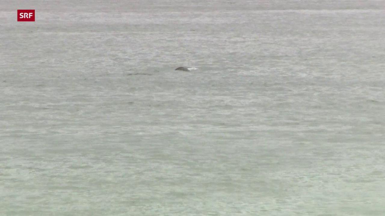Verirrter Wal - Retter wollen Orca aus der Seine locken