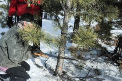 South Platte Ranger District Christmas Tree Permit 2022 Christmas Tree Permits For Pike-San Isabel National Forests, Cimarron And  Comanche National Grasslands Now Available - Opera News