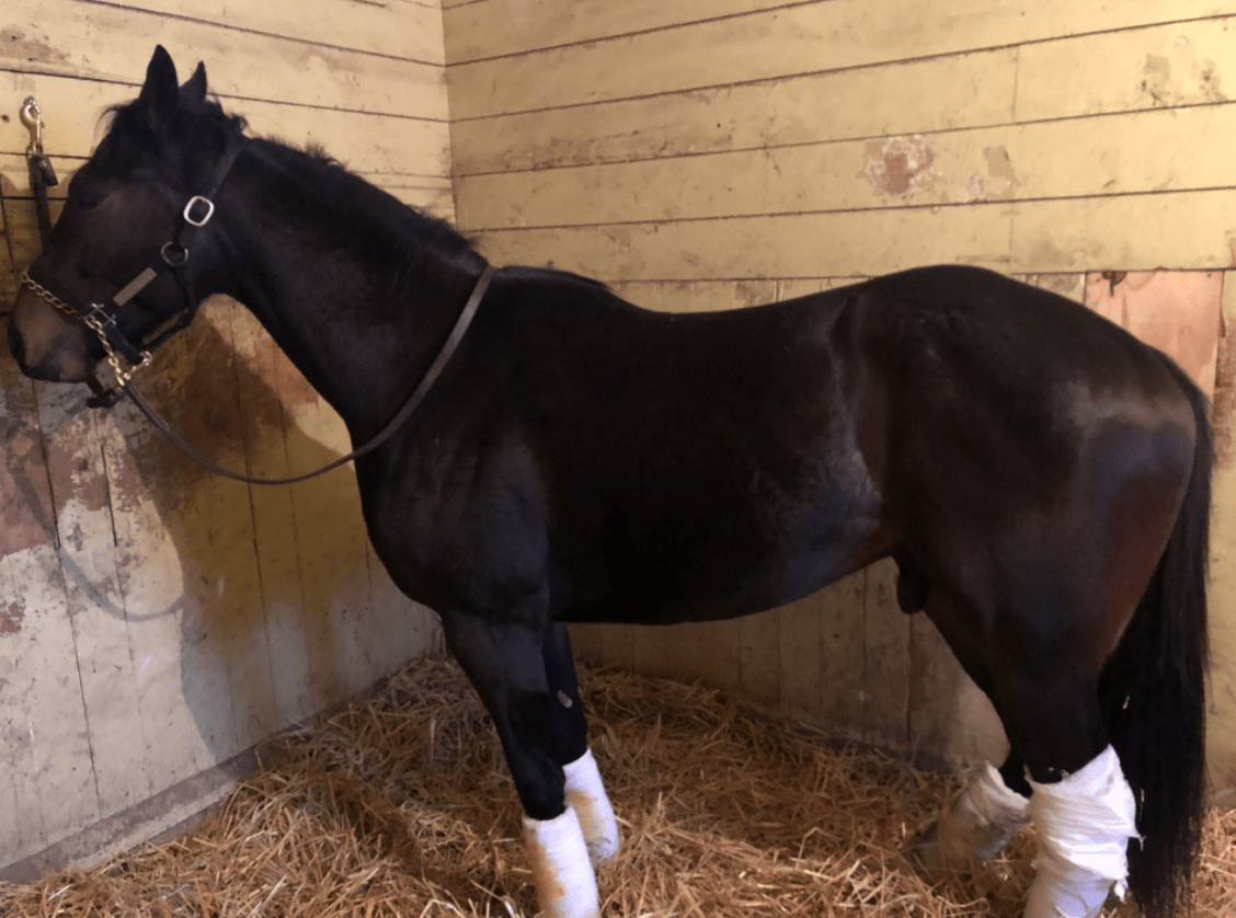 Bha Reviewing How Horse With Racist Name Got Into Wolverhampton Starting Gate Opera News