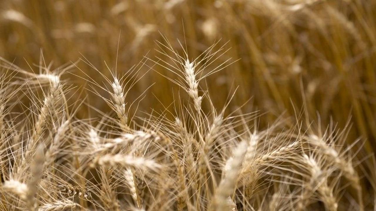 МИД РФ не исключает срыва "зерновой сделки"