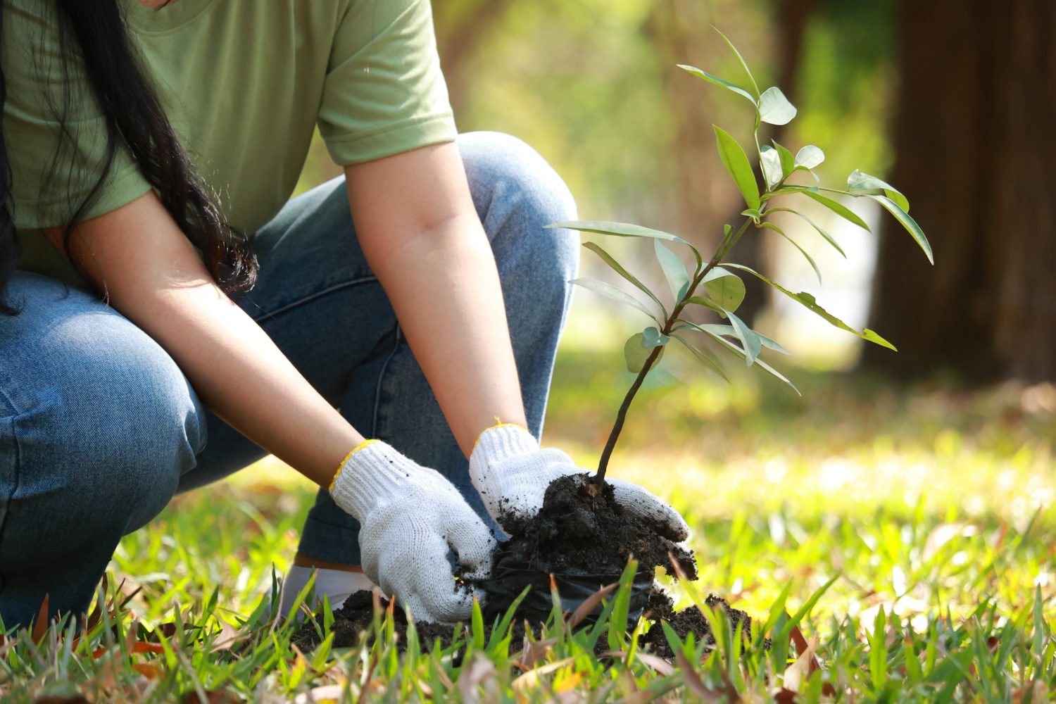 Asian volunteers are planting saplings to help restore forests. Save the world. Plant trees to reduce global warming. Green ecosystem.