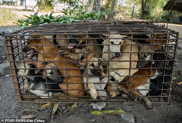 61 dogs saved from being turned into dog meat (photos)