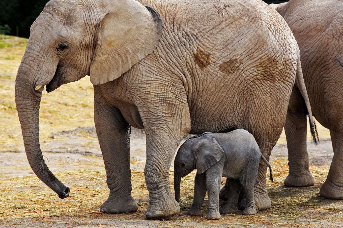 Mexican zoo live-streams birth of elephant named &#39;Zoom&#39; - Environment - The  Jakarta Post