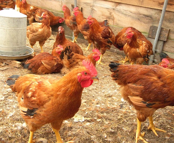 Best Poultry Farming For Beginners For High Profits