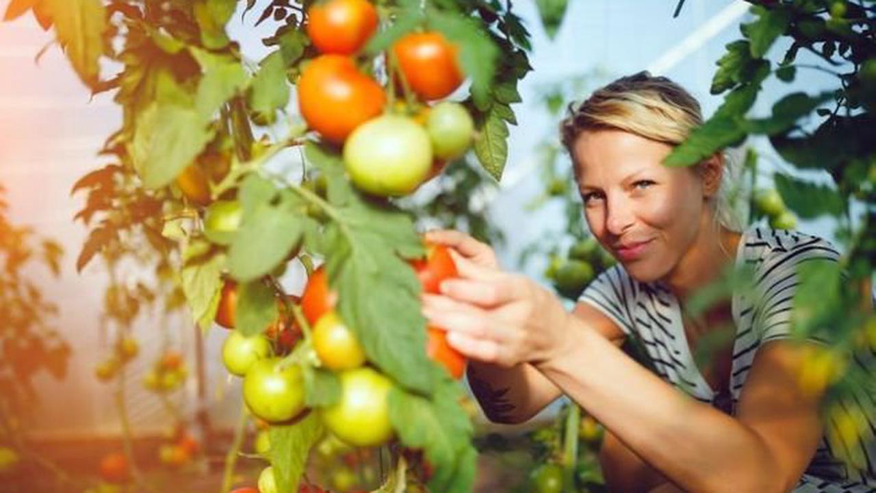 Jardinage : 6 règles d'or pour avoir de belles tomates dans son potager