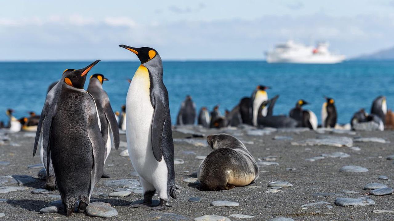 Obwohl Meister der Anpassung: Warum der aktuelle Klimawandel für Pinguine der letzte sein könnte