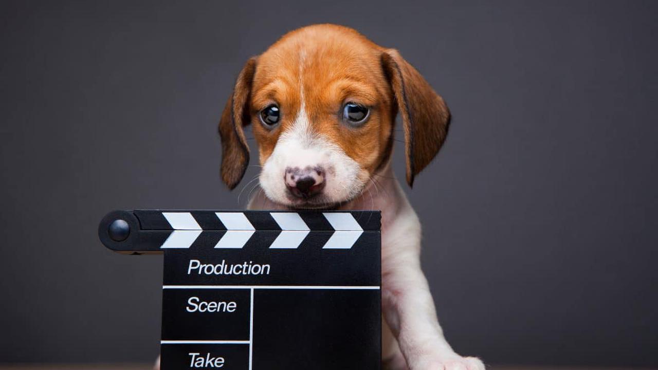 Kino in Manchester bietet hundefreundliche Vorstellungen an