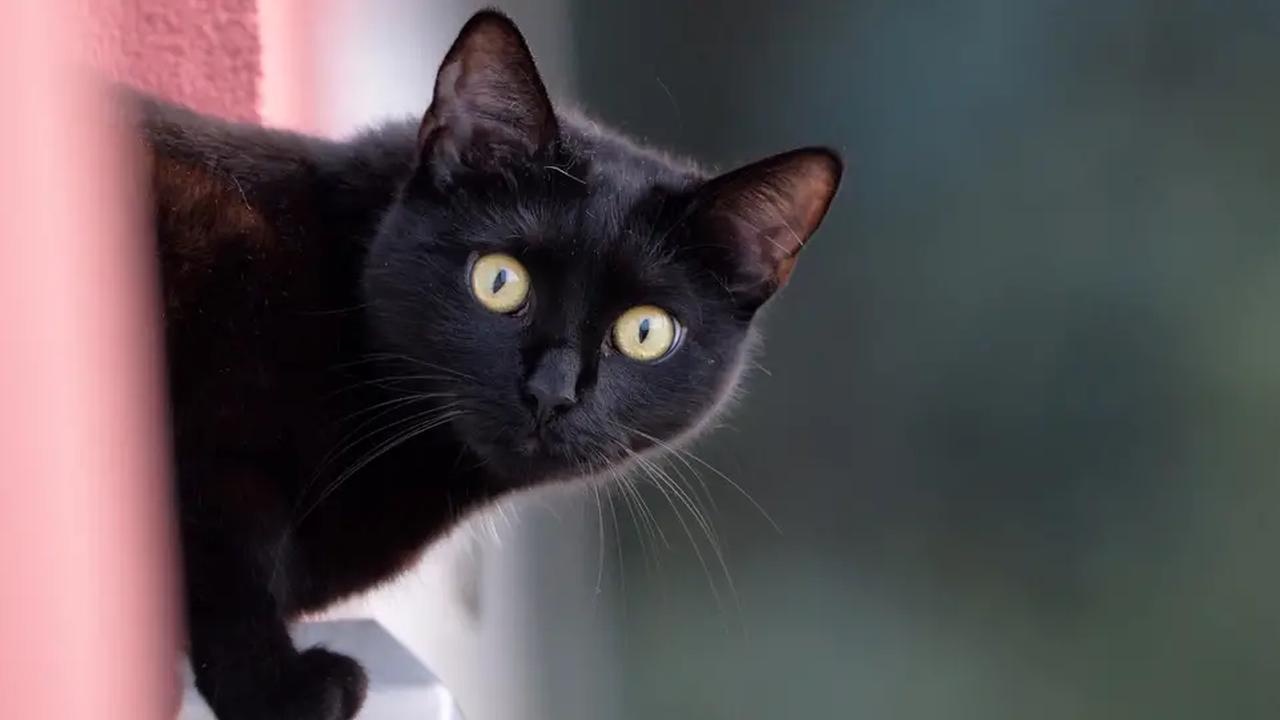 Entlaufene Katze wird auf Ebay Kleinanzeigen zum Verkauf angeboten