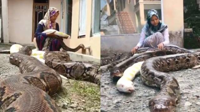 541fae6e138e7b3006a3dfa5017a44ca?source=nlp&quality=uhq&format=jpeg&resize=720 Meet The 14 Year Old Girl Who Has 6 Huge Pythons As Pet -[PHOTOS]