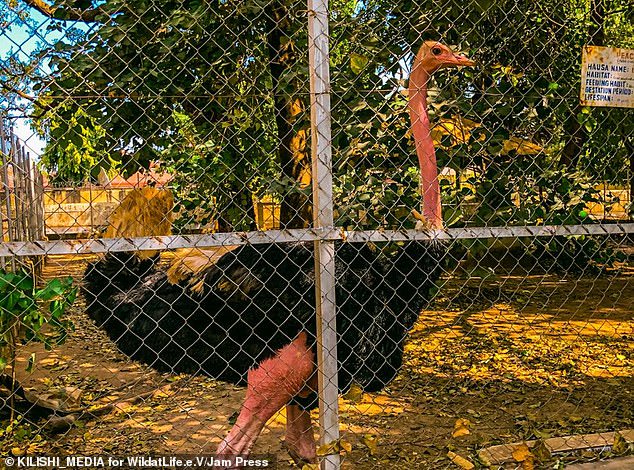 Wildlife charity begins rescue mission after visitor secretly took pictures of a starving lion and dozens of underfed animals at a Zoo in Nigeria (Photos/Video)