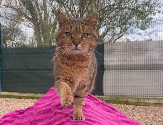 Voici Le Plus Petit Chat Du Monde Opera News