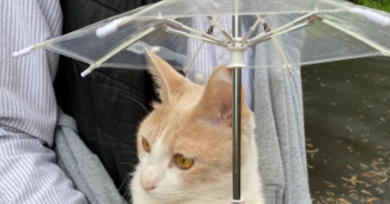 Ce Chat Se Promenant Sous La Pluie Avec Son Mini Parapluie Attire Tous Les Regards Des Passants Opera News