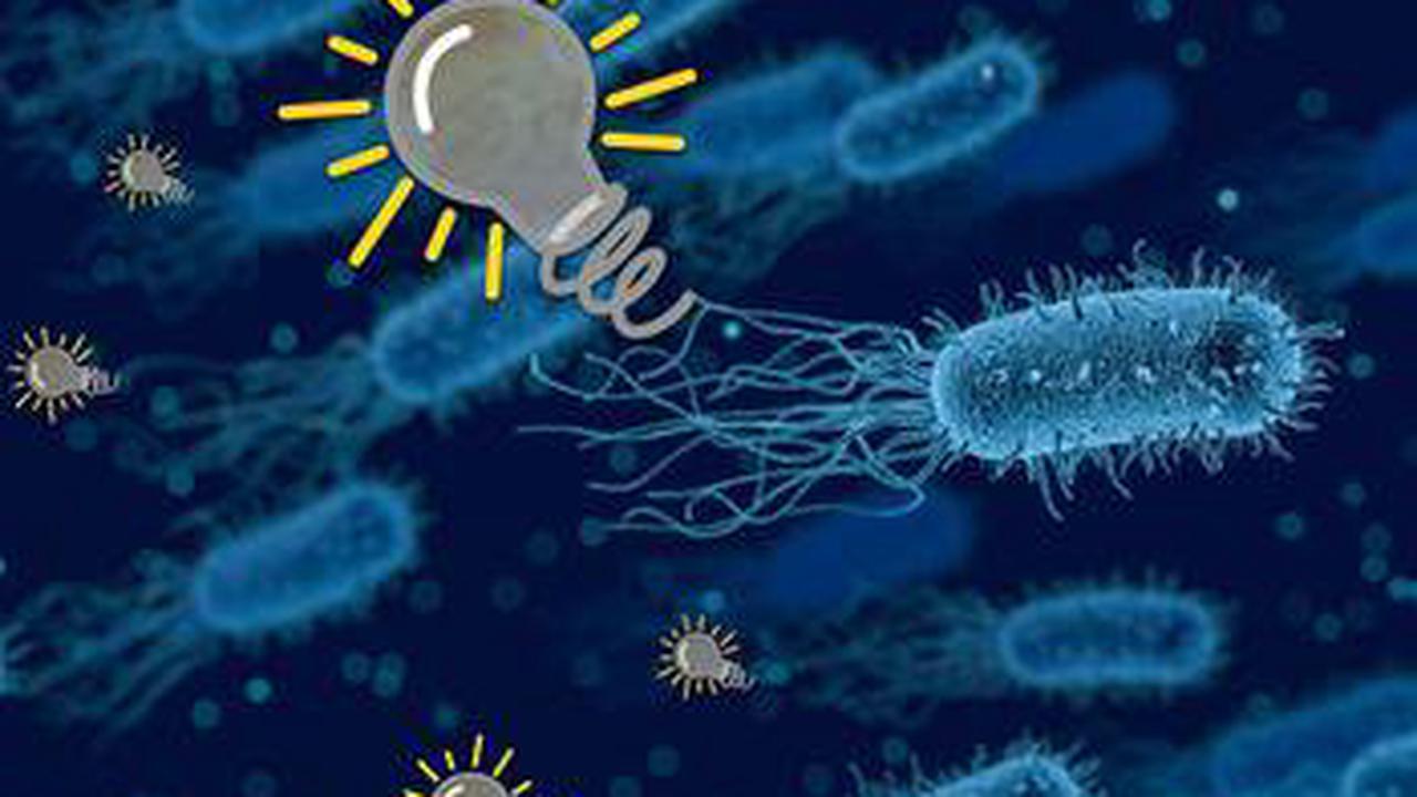 Neue Biobatterien nutzen bakterielle Interaktionen zur wochenlangen Stromerzeugung