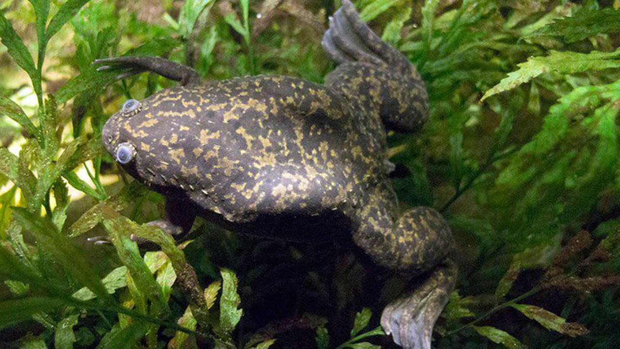 Scientists regenerated a functional, “almost complete” leg for a frog