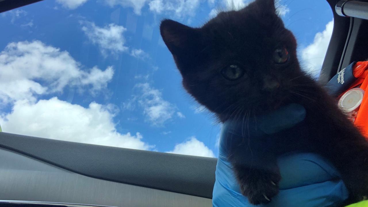 ‘Feisty’ kitten rescued from central reservation on motorway near Doncaster
