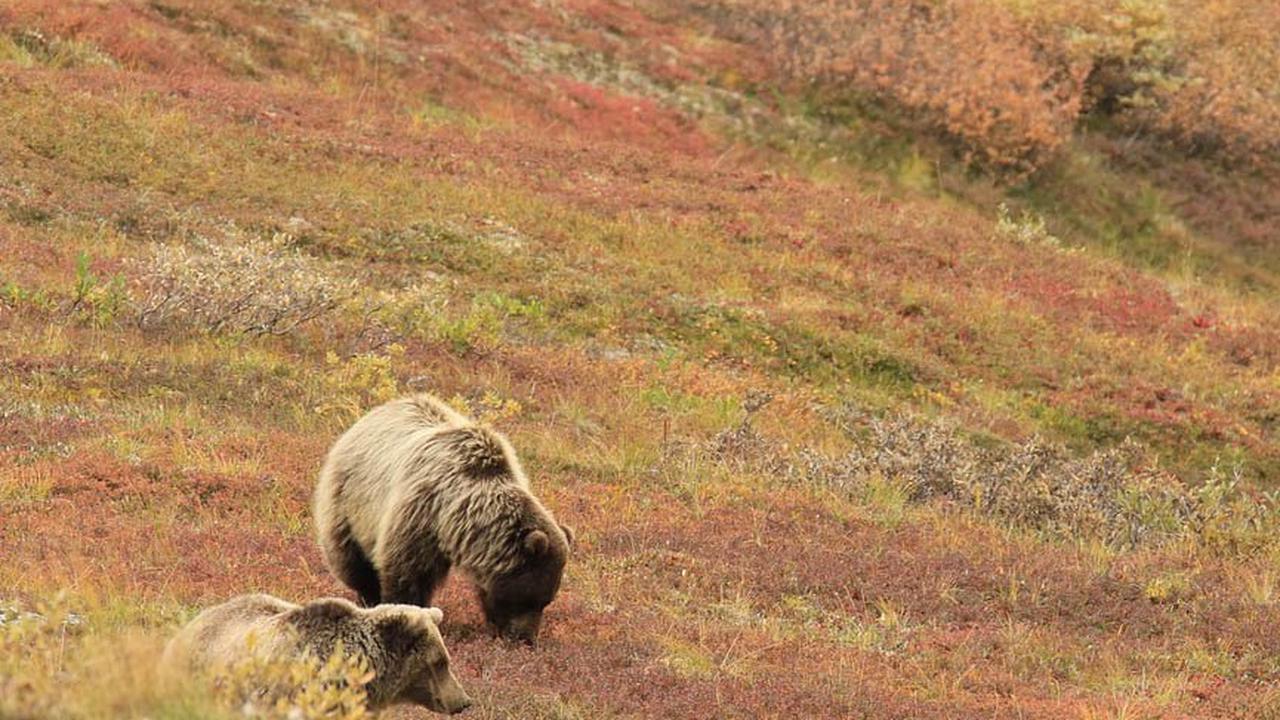Le grizzly pourrait perdre son statut d’animal protégé aux Etats-Unis ?
