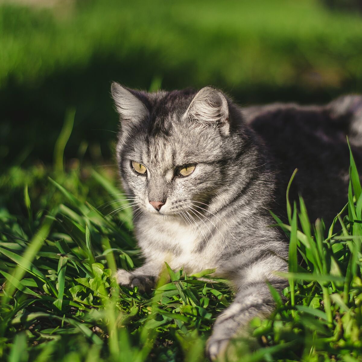 Olive Le Chat Mascotte De Bercy Est Mort Opera News