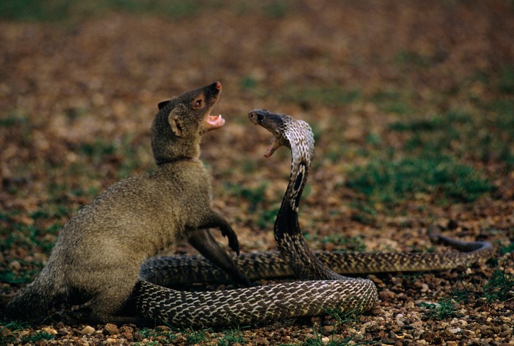 Mongoose vs. Cobra: Who'd Win in a Grudge Match? - PunchStar News