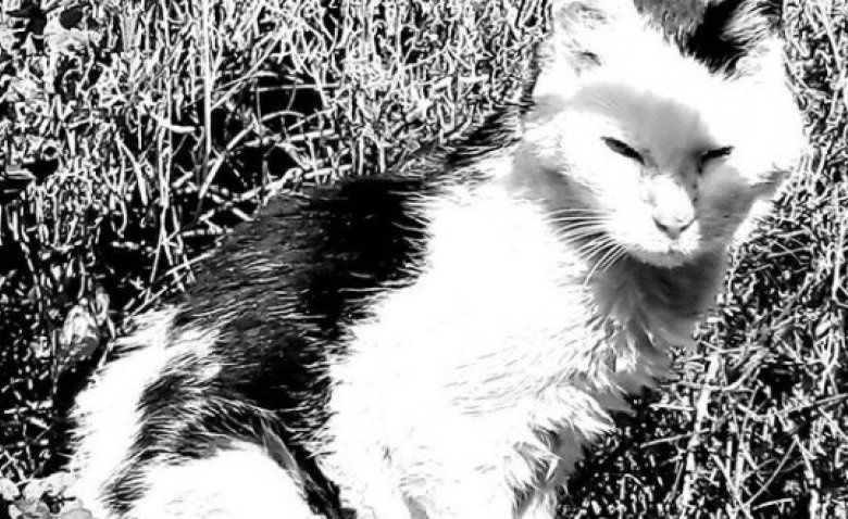 Olive Chat Mascotte De Bercy Depuis 22 Ans Est Decede Bruno Le Maire Lui Rend Hommage Opera News