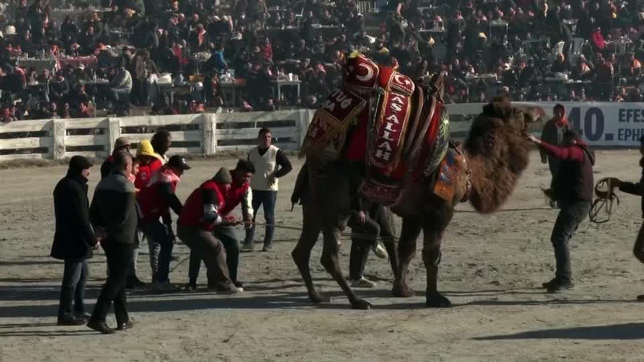 Tierschützer kritisieren türkisches Kamel-Wrestling-Festival