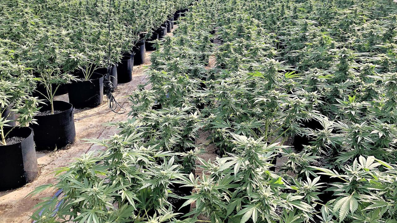 1500 Cannabis-Pflanzen: Half Schönebecker Paar Drogenclan?