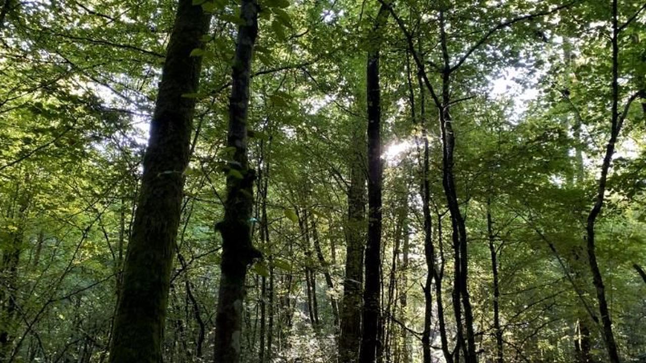 Une conférence à Saint-Dizier pour une « gestion respectueuse » des forêts