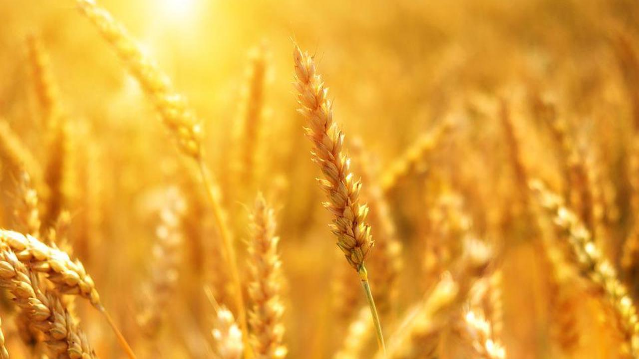 Exportverbot Indiens treibt Weizen auf neue Höchstkurse