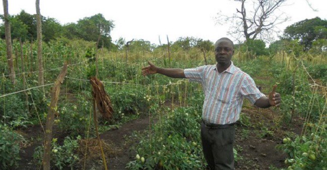 Tomato Farming: Enjoying good returns