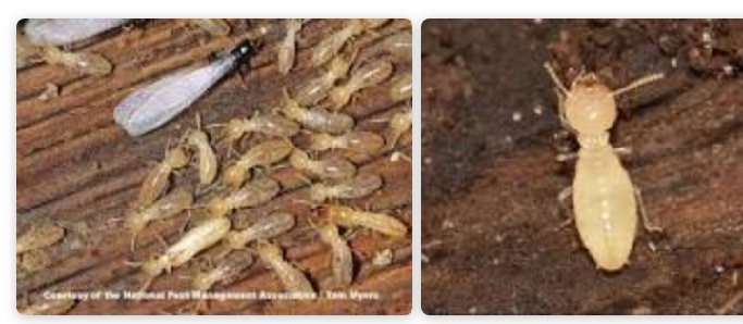 What Household Products Kill Termites Salt Bleach Vinegar Alcohol