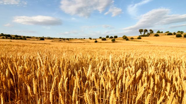 5 Fakta Menarik Seputar Ukraina, Negara Terluas di Benua Eropa