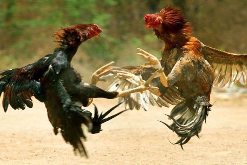 Lacson E Sabong Other Online Games Social Ills Philippine Star Opera News