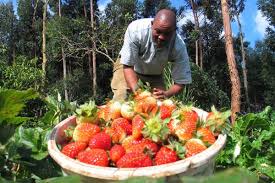 Rich Farm Kenya: Profitable Agribusiness Ideas in Fruit Farming: Strawberry Farming in Kenya: The Success Story of George Muturi