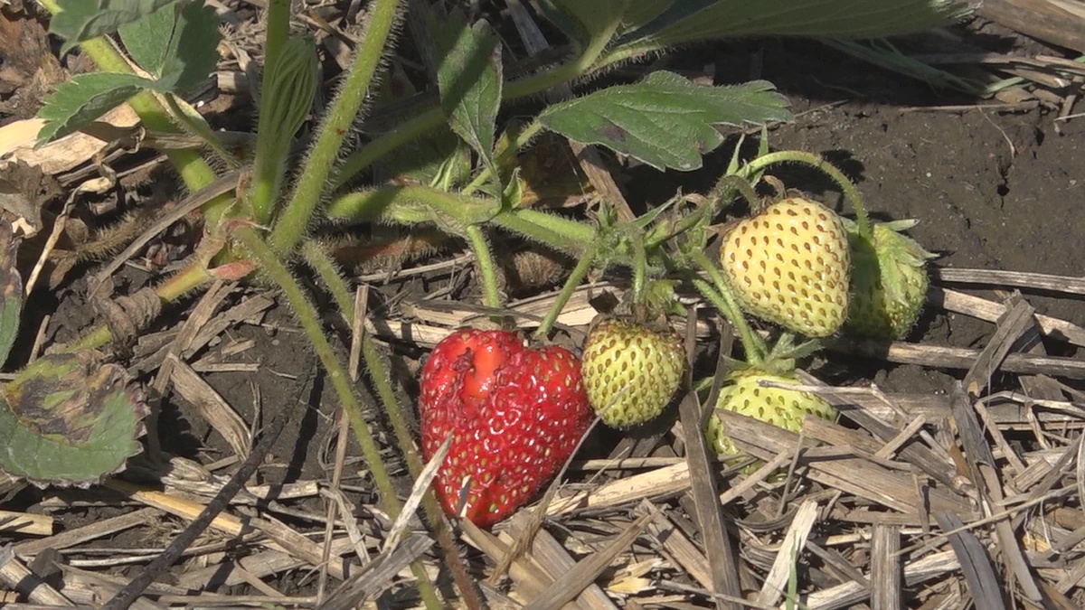 Record Heat Could Mean Trouble For Local Strawberry Gardens Opera News