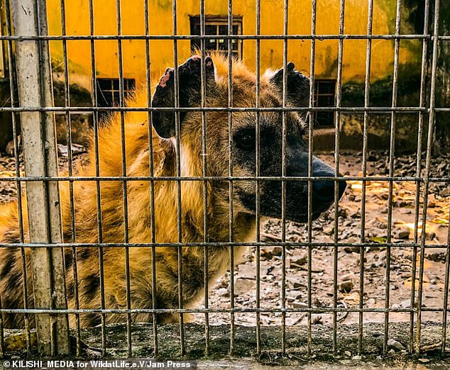 Wildlife charity begins rescue mission after visitor secretly took pictures of a starving lion and dozens of underfed animals at a Zoo in Nigeria (Photos/Video)