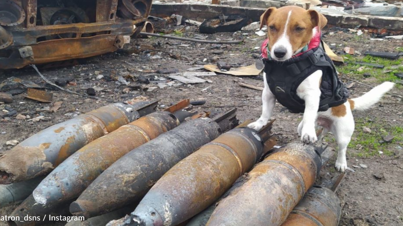 Jack Russel Finds 150+ Bombs Hidden In Ukraine - Opera News
