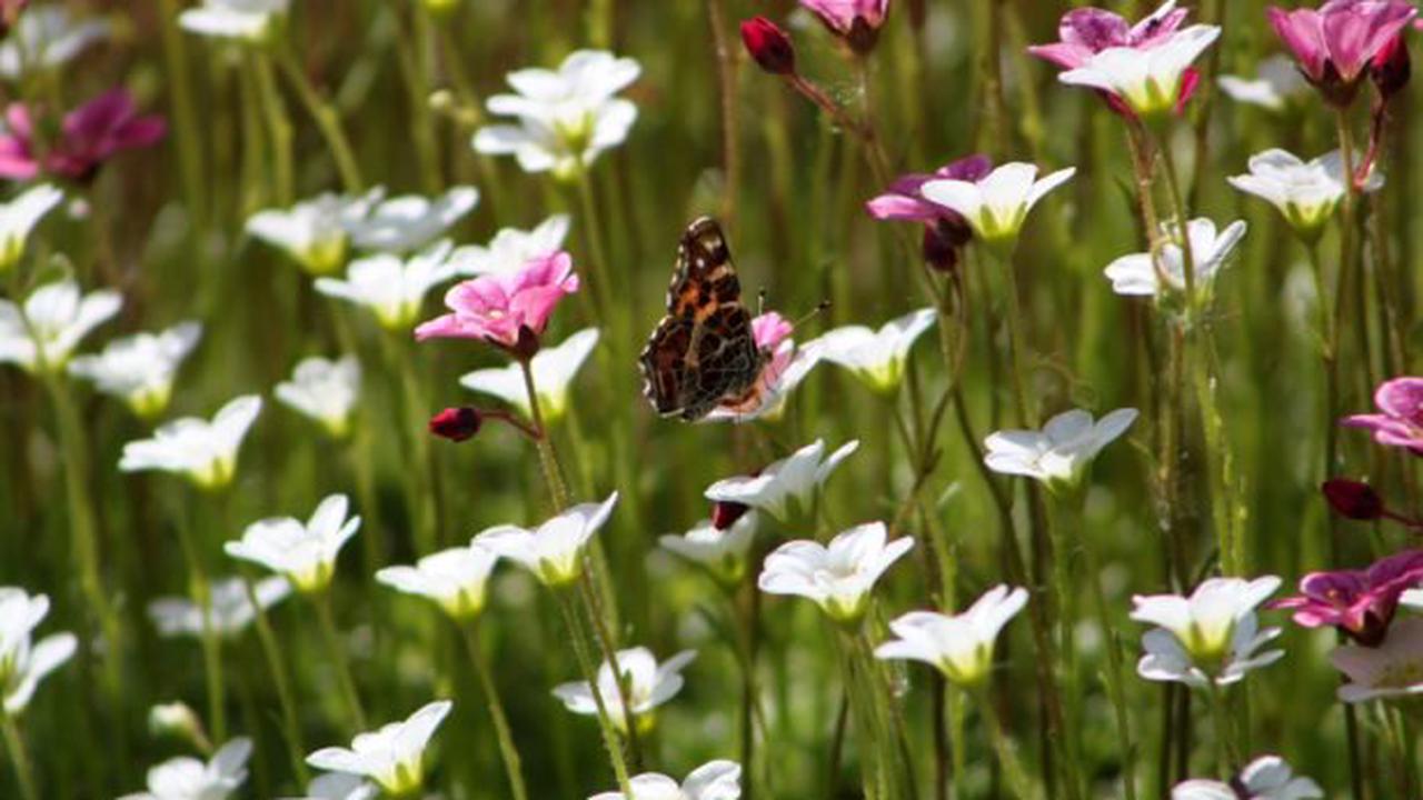 Oiseaux, insectes… comment attirer les pollinisateurs au jardin ?