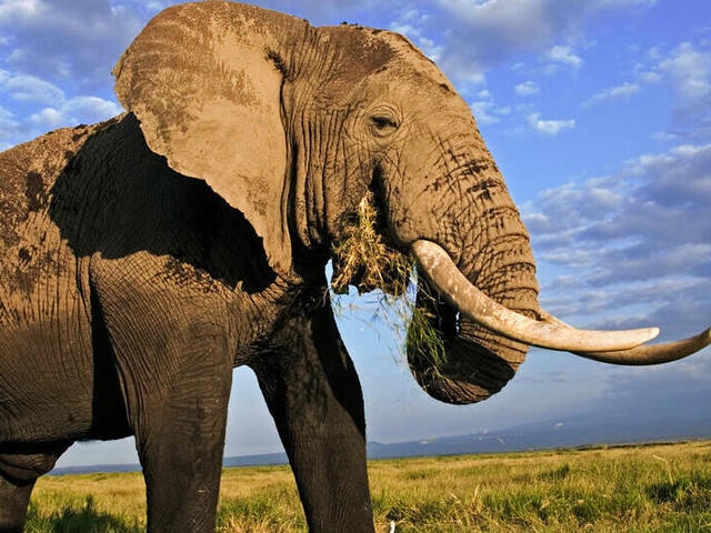 Elephant | Species | WWF