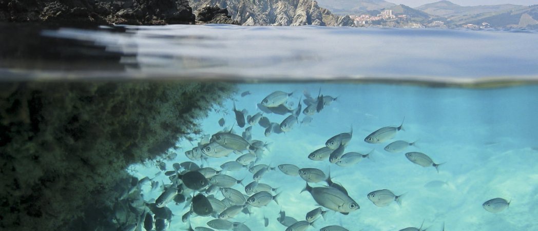 Pourquoi La Peche Intensive Fait Retrecir Les Poissons Opera News