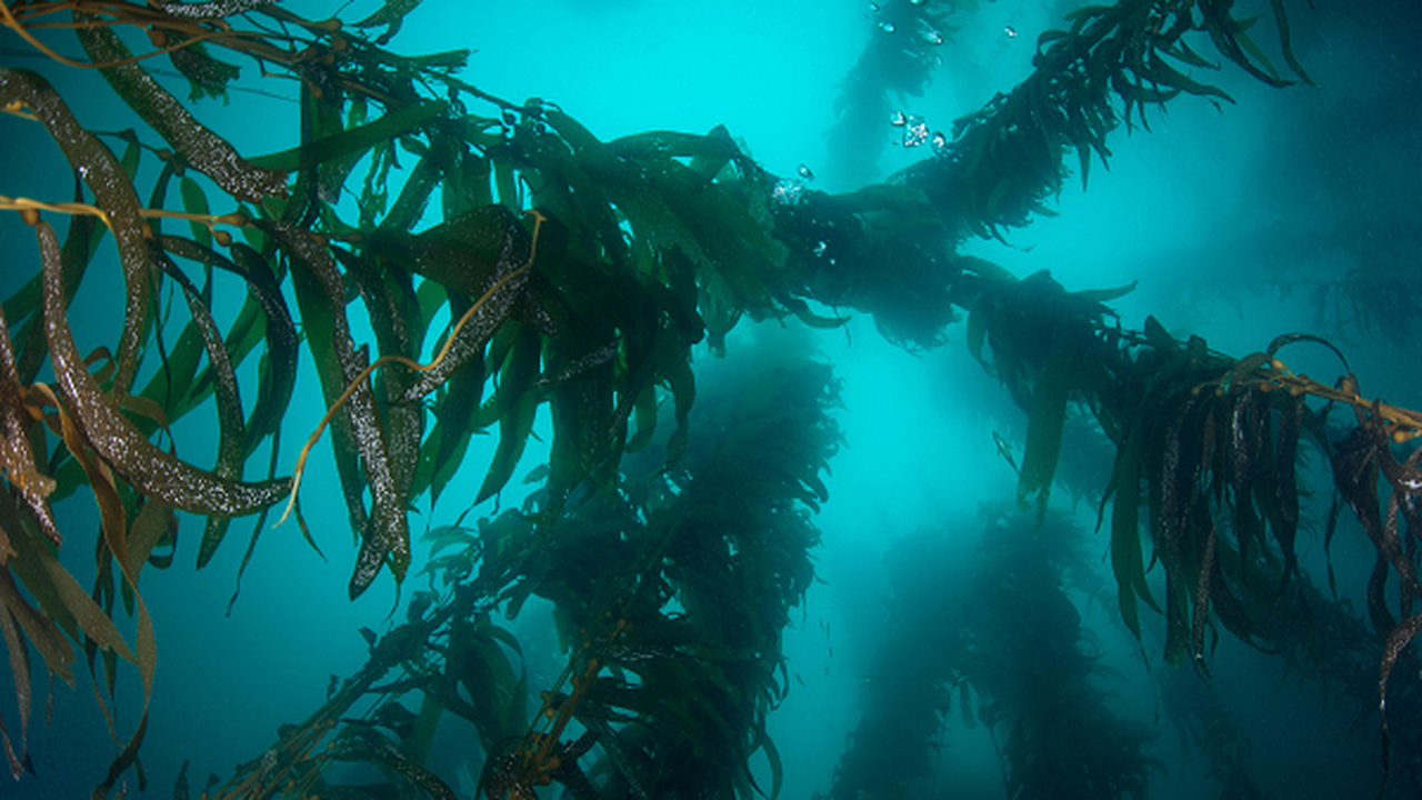 UK aquaculture business unveils seaweed solution to address climate change