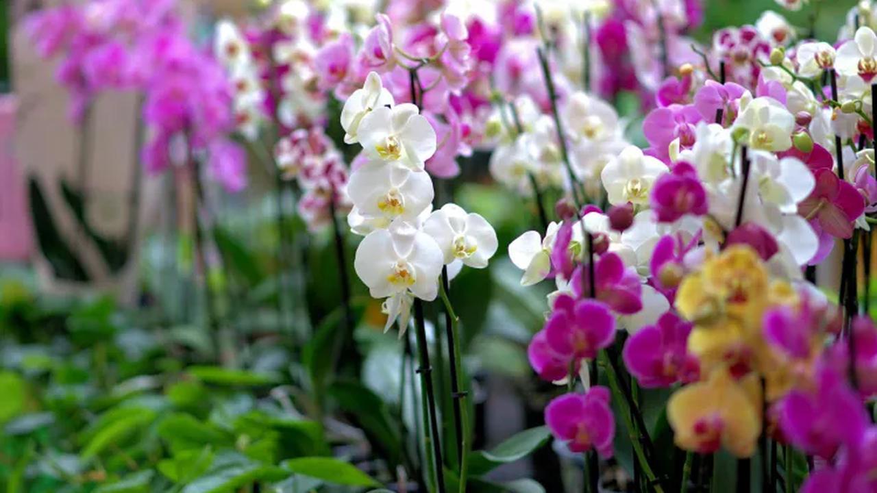 Les orchidées en été : peuvent-elles prendre l’air ? Suivez nos conseils simples !