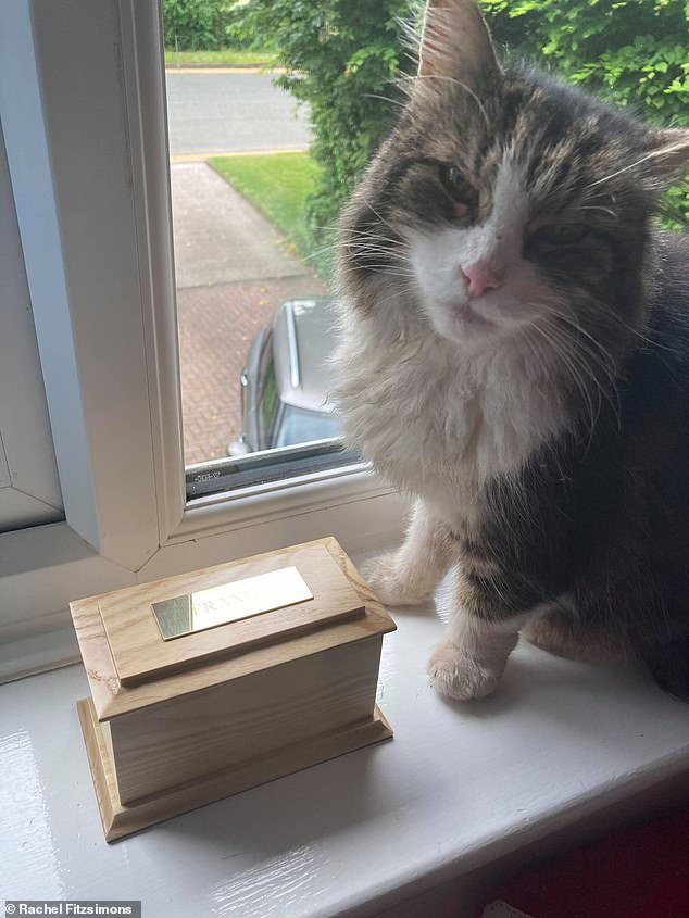 At Least He S Not In Purr Gatory Family Left Shocked As Their Dead Cat Miraculously Returns Home After Believing They D Cremated Him Opera News