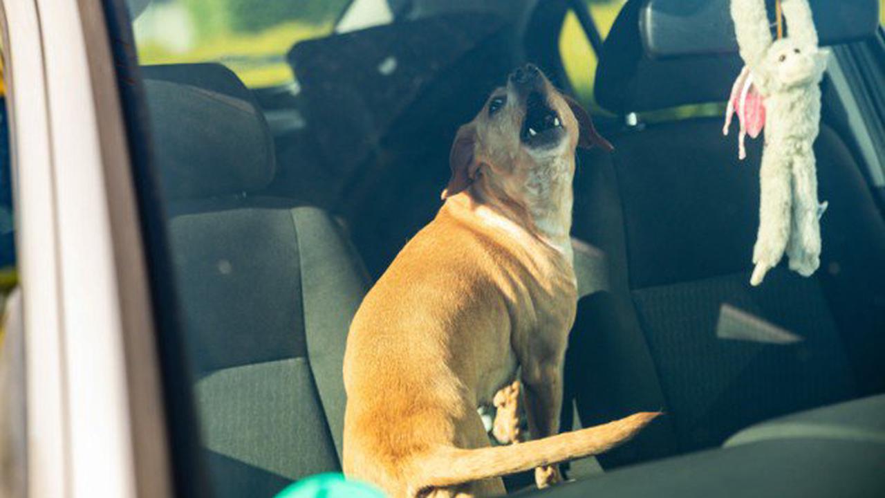 Oberösterreicher ließ Hund in überhitzten Auto