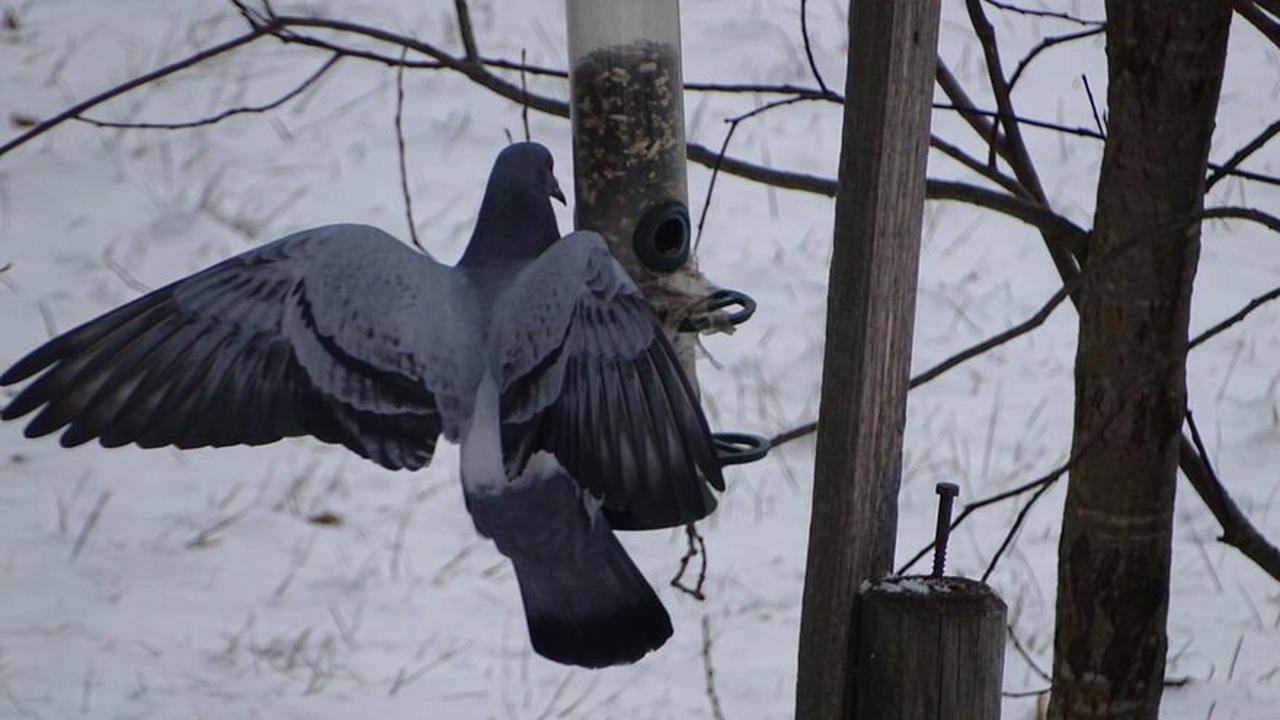 Tauben fressen Vögeln in Füssen das Futter weg